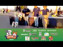 🦮PERRUSHOW Concurso Canino del DEBATE de Guamúchil🐕‍🦺