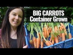 Harvesting Container Grown Carrots | Tub Grown Greenhouse Carrots