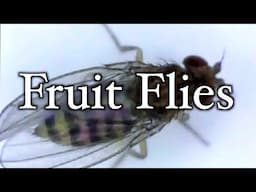 This Simple Trap Will Get Rid of Fruit Flies (Drosophila) in One Night!