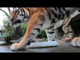 Amur Tiger Brothers Share A Popsicle