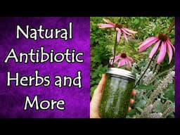 Natural Antibiotics List