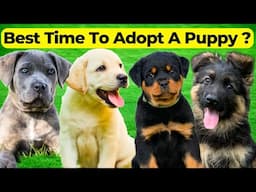 Which Is Right Time To Adopt A Dog Puppy ? | Kitne din ke puppy ko adopt kare