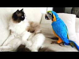 Funny Cat and Parrots Make Their Families Roll On The Floor Laughing