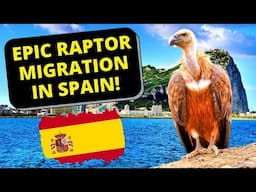 Birding Tour In South Spain: Epic Raptor Migration!