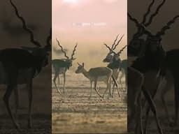 Blackbucks of Grasslands: "The Buck Stops Here" | Wildlife Teaser | @RoundglassSustain #Shorts