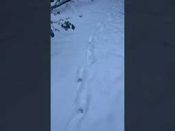 Deer Tracking