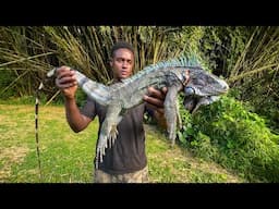 Iguana Catch, Clean And Cook