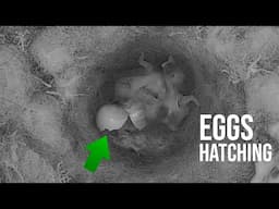 Great-tit Egg's HATCHING & Blue-tit Egg LAYING