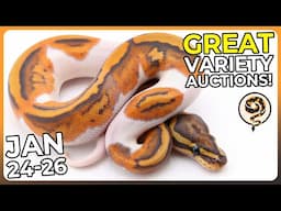 A Great Variety of Ball Python and Hognose Auctions! (JAN 24-26)