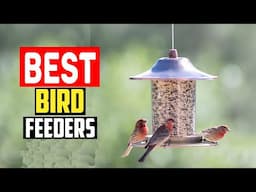 ✅Top 5 Best Bird Feeders in 2025