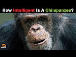 This Is Why Chimpanzees Are Smarter Than You Think