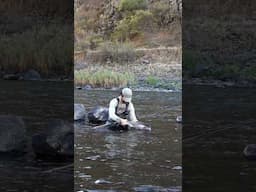 Steelhead eats dry fly THREE times #steelhead #flyfishing #dryfly