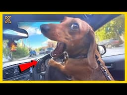 🐕🎥The Most Dramatic Dogs are Waiting for You here!🤣 FUNNIEST Animal Videos