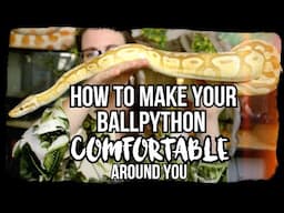 HOW TO MAKE YOUR BALLPYTHON COMFORTABLE AROUND YOU