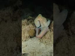 Octopus Hunting at Night!