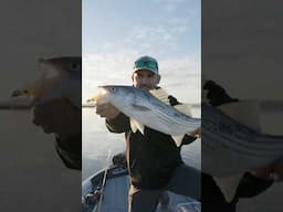 Striped bass on the swimbait! 🎣 #fishing #shorts