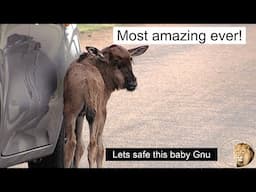 Lost Baby Wildebeest Saved from Potential Predators