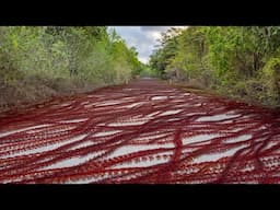 Christmas Island Red Crab Invasion 2019