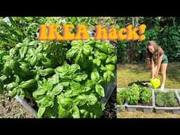 How to set up garden beds using IKEA storage containers! Cheap and cheerful gardening idea