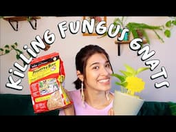 TWO Effective Ways to Kill Fungus Gnats for GOOD | How I Got Rid of Fungus Gnats On My House Plants