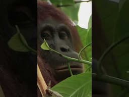 A Very Unique Bond is Formed on Orangutan Island 🦧 | Orangutan Island | Animal Planet