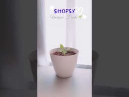 Unique finds from Shopsy 🌷🌱 comment for the link 🔗