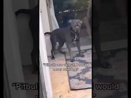 The most scary pitbull guard dog ever! #dog 🤣 #funny