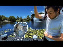 *Crazy* attempting to catch wild aquarium fish on the loose in Australia - - (Texas Cichlid)