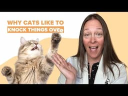 Why Cats Like To Knock Things Over & How To Stop It