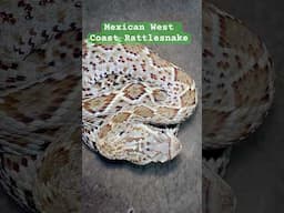 POV: Mexican West Coast Rattlesnake!