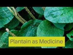 How To Use Plantain as Herbal Medicine