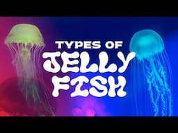 Types of Jellyfish: You've Never Seen Them Like This!