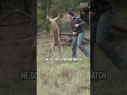 Man vs kangaroo 🥊 #animals #kangaroo #shorts #crazy