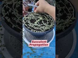 Let's propagate a string of tears variegata | bikolanahardinera #shortvideo #succulent #propagation