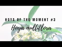 Hoya of the Moment #3: Hoya multiflora