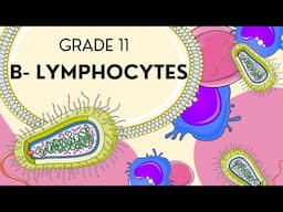 INTRO to B-lymphocytes in the Immune System