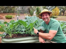 How to Grow Collards In Raised Beds |Complete Guide|