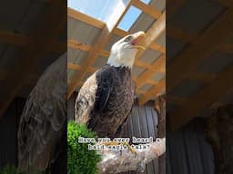 Have you ever heard an eagle talk? 🦅 #baldeagle #eagles