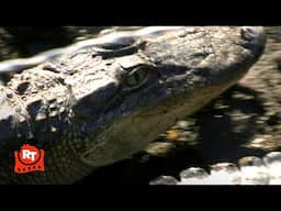 Jackass 2.5 (2007) - Alligator Obstacle Course Scene | Movieclips