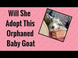 Doe adopting a baby goat from another Mother/ Goat giving birth