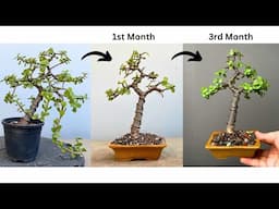 Making Bonsai Tree | Restoring | Jade Plant | Asmr | Repotting | Pruning | Portulacaria Afra