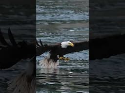 Beautiful bald eagle swoops down and grabs a huge fish from the surface of the water. What a beauty