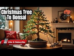 How To Turn Your Christmas Tree Into A Bonsai Masterpiece