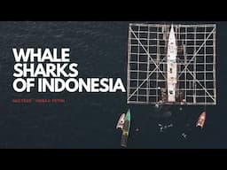 WHALE SHARKS OF INDONESIA - With SeaTrek on board the Ombak Putih.