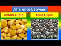 Differences Between Medical And Health Benefits Of Yellow Lupin  and Blue Lupin