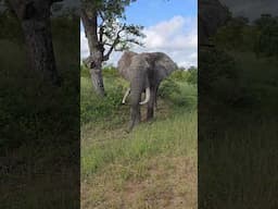 5m from a Massive elephant in Kruger Park #elephant #krugerpark #wildlife #naturelovers #africa