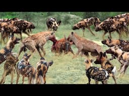 Epic Battle Of Wild Dogs Vs Hyenas - The Power of Teamwork