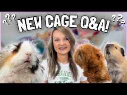 Your Questions Answered on the New Guinea Pig's Setup! 🛠️🐹