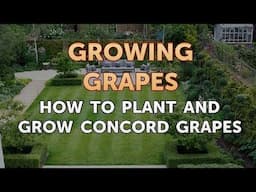 How to Plant and Grow Concord Grapes