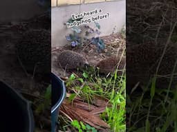 Our resident hedgehogs are being noisy tonight. #hedgehog #wildlife #wildgarden